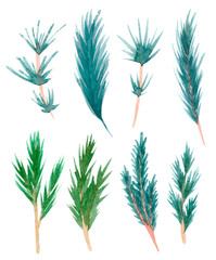 Hand painted watercolor pine clipart. Isolated on white background.