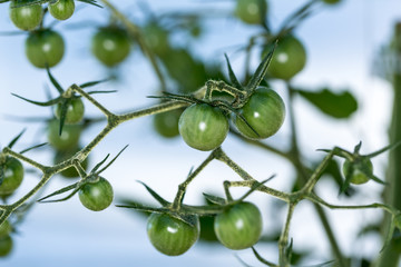 Small organic unripe cherry tomatoes in a greenhouse