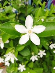 Obraz na płótnie Canvas jasmine fragrance beautiful flower