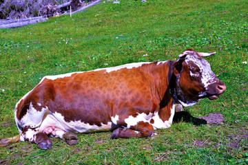cows in nova ponente alto Adige Italy
