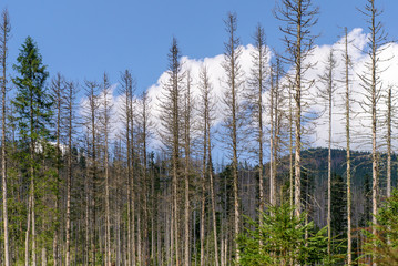 Damage on tree after the European spruce bark beetle (Ips typographus). European spruce bark beetle calamity in Tatra.Spruce bark beetle pest Ips typographus, spruce forests infested drought.