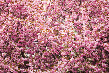 Beautiful sakura blossoms as a pattern flower background