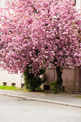 Beautiful cherry blossoms, spring tree on the street