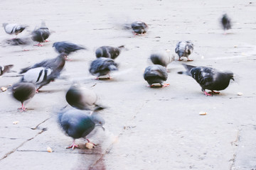 grey Pigeons in motion eating on rock floor