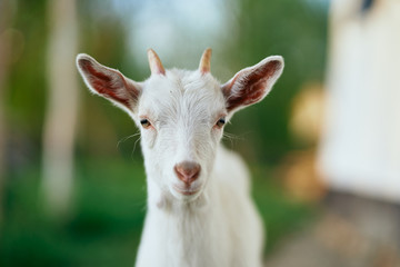 portrait of a goat