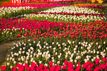 Landscape of Netherlands bouquet of tulips on the field