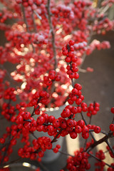Zweig mit roten Beeren vom Ilex, auf dem Markt, mit schwacher Tiefenschärfe und Lichtstrahlen.