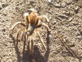 tarantula walking on the soil