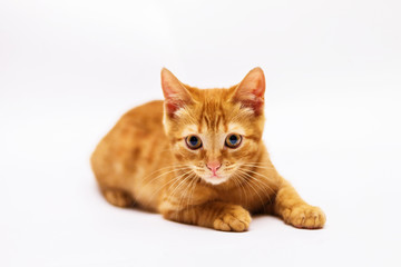 Obraz premium a handsome, cute, red, a small kitten lies on a white backdrop of c large eyes