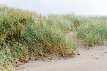 Sandy dunes overgrown with grass on the sea coast.