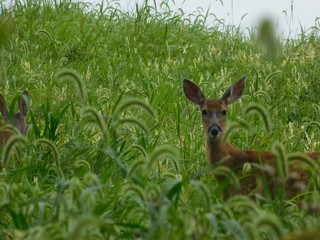 deer in the grass