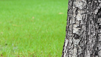 abandoned brown bark texture in green meadow.