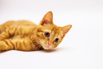 a handsome, cute, red, a small kitten lies on a white backdrop of c large eyes