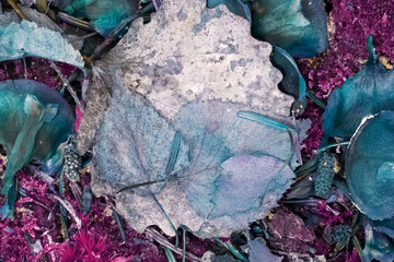 Obraz premium france, chevreuse valley : leaves in forest in autumn