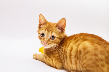 a handsome, cute, red, a small kitten lies on a white backdrop of c large eyes