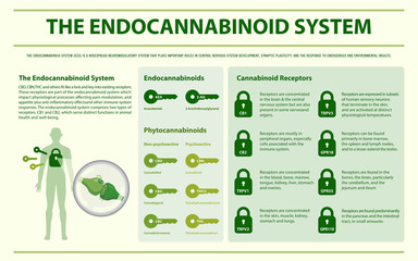 The Endocannabinoid System horizontal infographic illustration about cannabis as herbal alternative medicine and chemical therapy, healthcare and medical science vector.