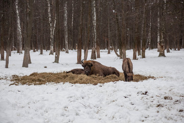 Bison family grazing in the reserve