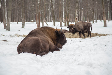 Bison family grazing in the reserve