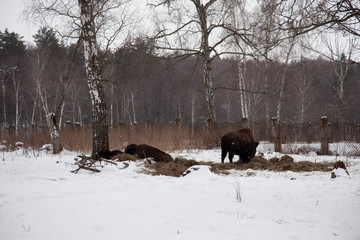 Bison family grazing in the reserve