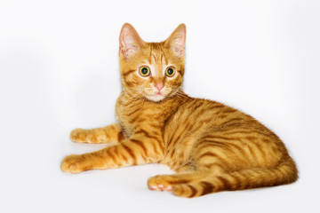 a handsome, cute, red, a small kitten lies on a white backdrop of c large eyes
