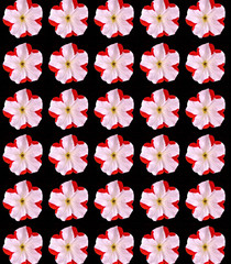 Seamless floral pattern of a fancy white and red petunia against a black background.