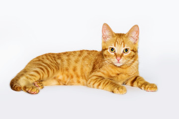 a handsome, cute, red, a small kitten lies on a white backdrop of c large eyes