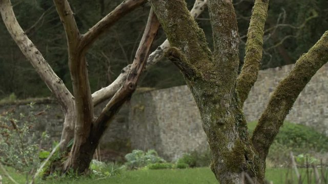 Two trees with lots of forks near the base in a garden inside a tall rock wall