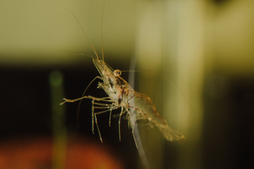 ornamental shrimp  aquarian macro photo small size