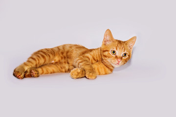 a handsome, cute, red, a small kitten lies on a white backdrop of c large eyes
