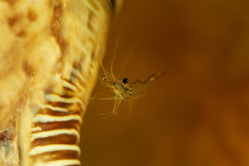 ornamental shrimp  aquarian macro photo small size