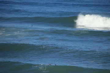 Fototapeta premium Surf Landak