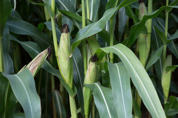 Maisfeld /corn field