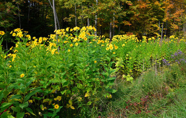 Row of yellow wildflowers against a forest background