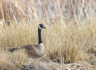 Canada Goose