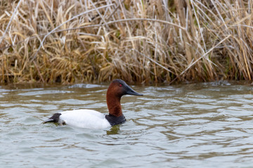Canvasback Duck