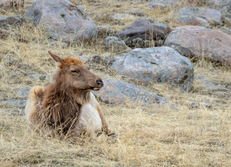 Cow Elk