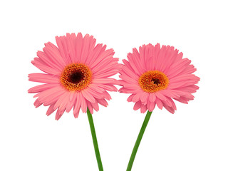 Beautiful pink flowers isolated on a white background