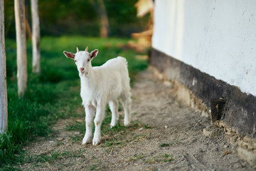 Obraz premium goat on the farm