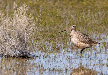 Marbled Godwit