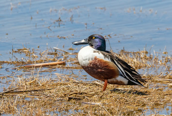 Northern Shoveler