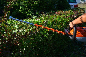 Akku-Heckenschere bei der Arbeit an einer Berberitzen-Hecke