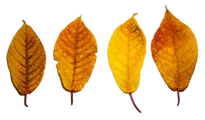 set bird cherry autumn red yellow leaves texture on isolated white background