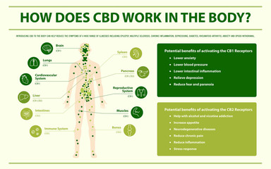 How Does CBD Work In the Body infographic illustration about cannabis as herbal alternative medicine and chemical therapy, healthcare and medical science vector.