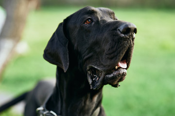 portrait of a dog