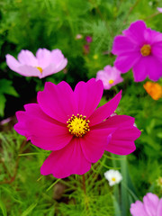 Obraz premium garden flowers