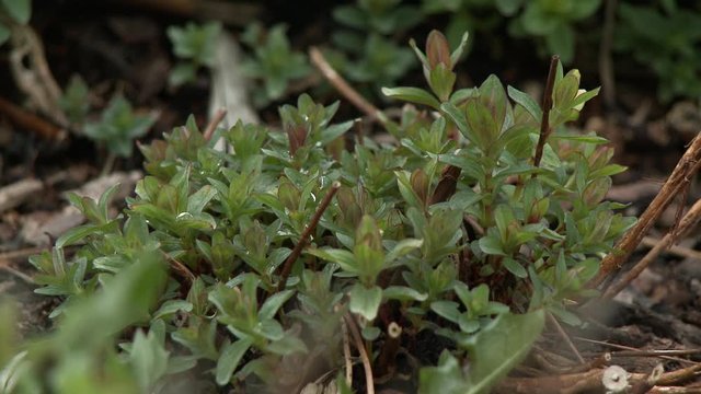 Close up shot of a small herb plant with green and reddish leaves