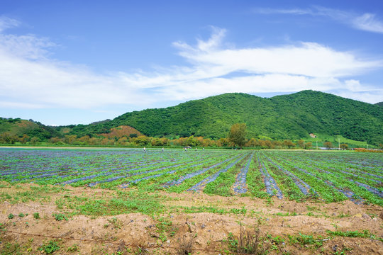 Paisaje natural en donde campesinos est&aacute;n fumigando el campo.