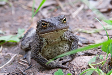 Forest toad