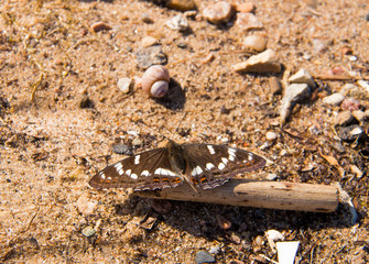 Limenitis populi. Day butterfly on the sand on the shore of the Rybinsk reservoir.