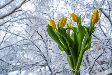 A bouquet of yellow tulips in the glass vase on the window. Beautiful yellow tulips in a vase on the snow background